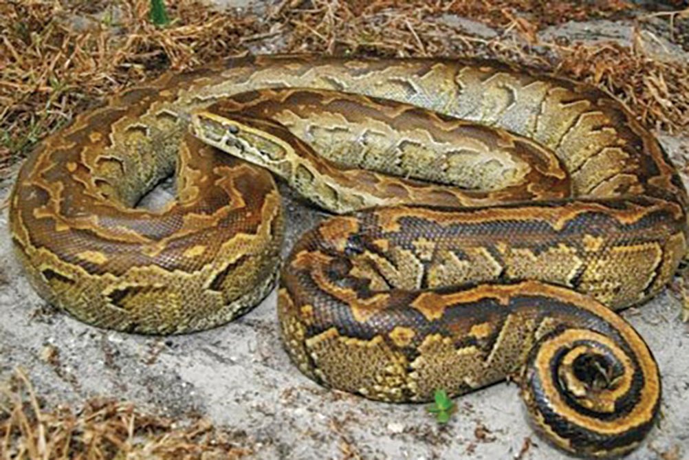 The North African python has established in Miami-Dade County.